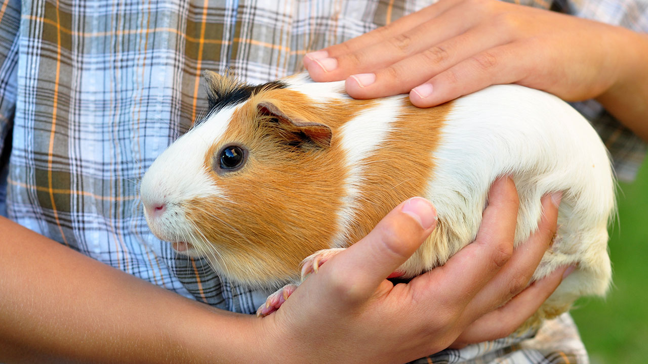 HOW-TO-CARE-FOR-YOUR-GUINEA-PIG