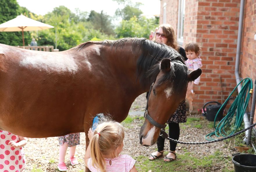 Meet-Our-Animals-That-Are-Changing-Lives-5d8daf393854a__880