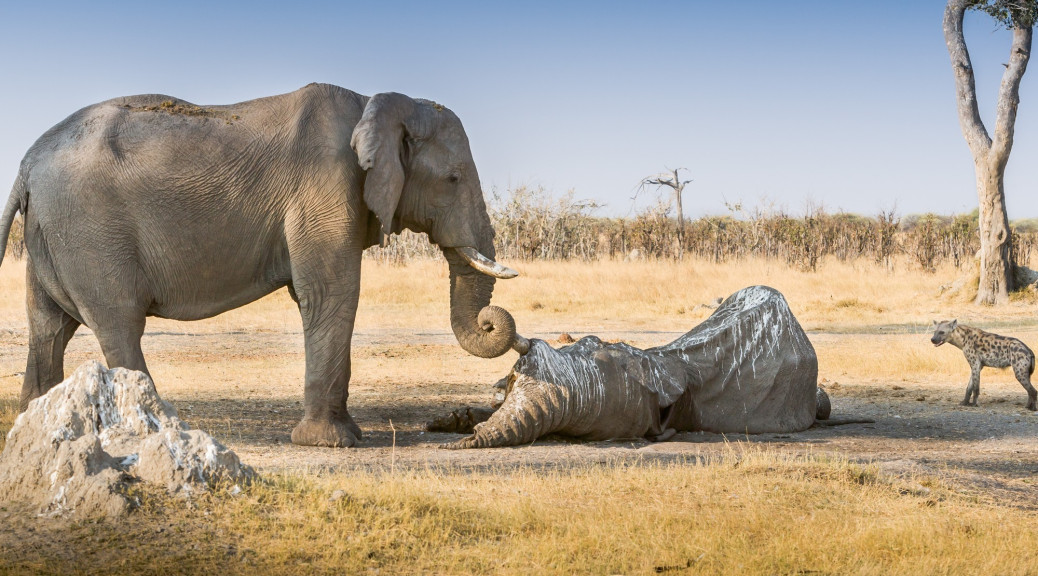 blogspot-john-chaney-elephant-good-bye-old-friend-national-geographic-traveler-photo-contest-2012