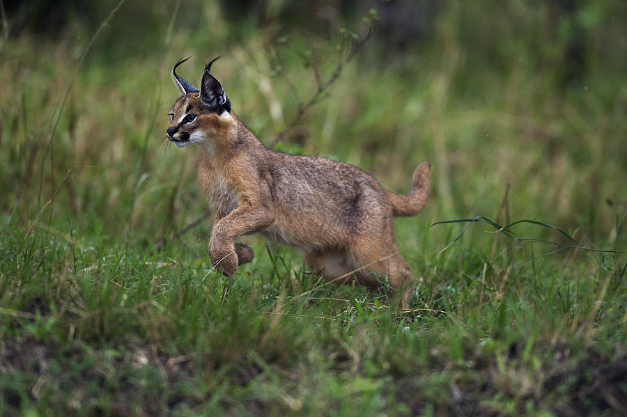 caracal-kitten-aged-about-6-months-running-anup-shah