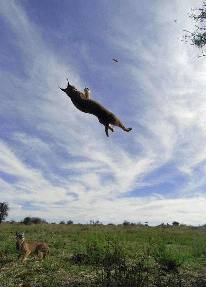 caracal-leaping