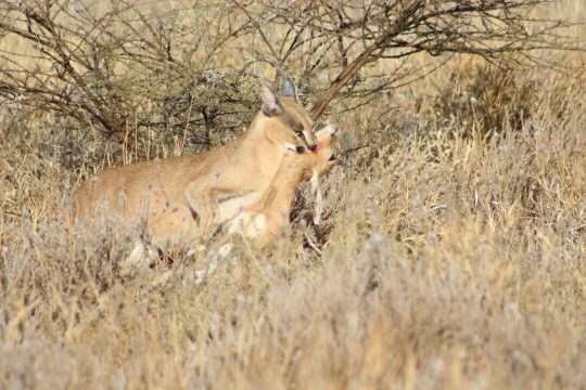 caracal_jackal4_2017_12_01jpg