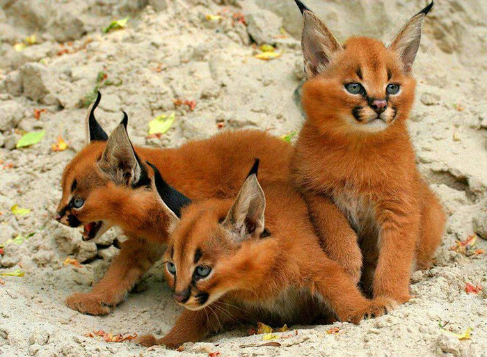 cute-baby-caracals-2-57fb5871edb25__700