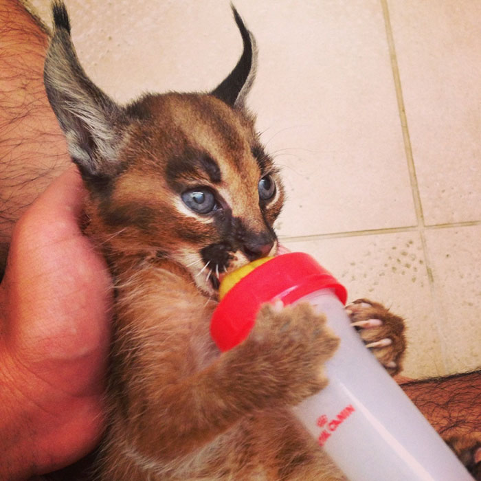 cute-baby-caracals-7-57fb5c83cc227__700