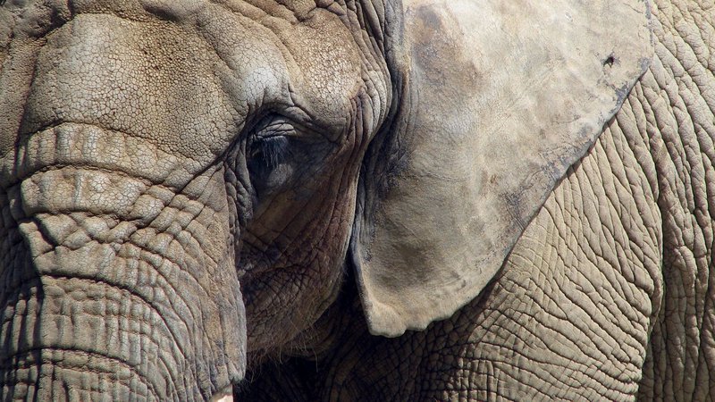 elephant-closeup.width-800