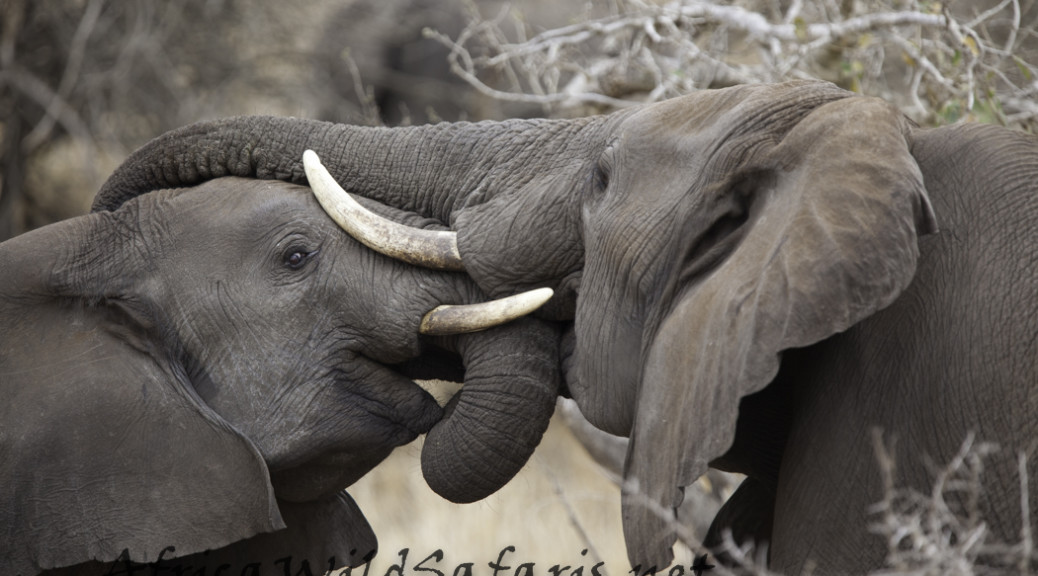 elephant-male-bonding-large-1-1038x576