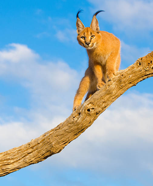 Caracal cat posing - South Africa.