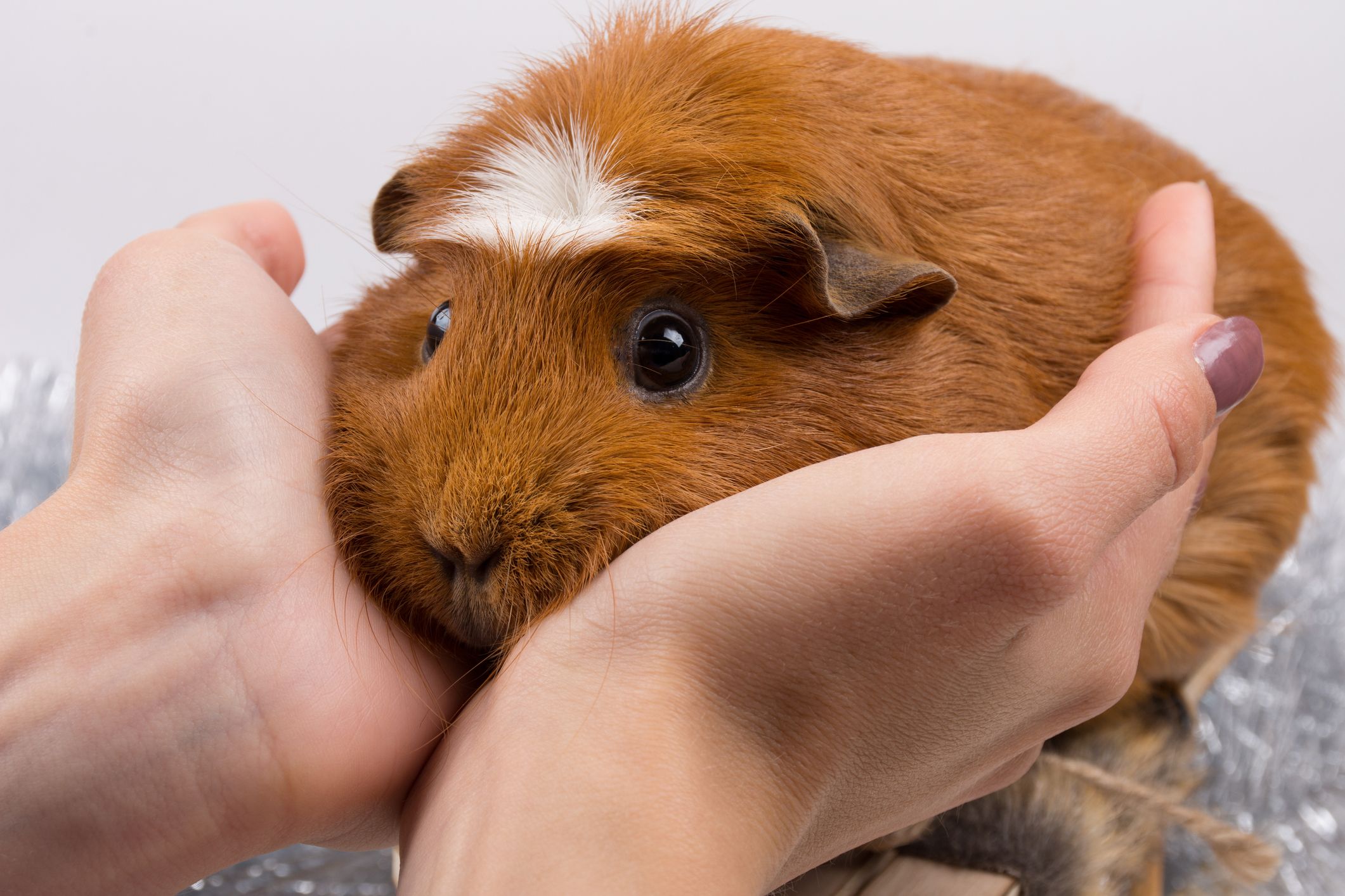 portrait-of-a-funny-guinea-pig-in-human-hands-royalty-free-image-1076182342-1560261662