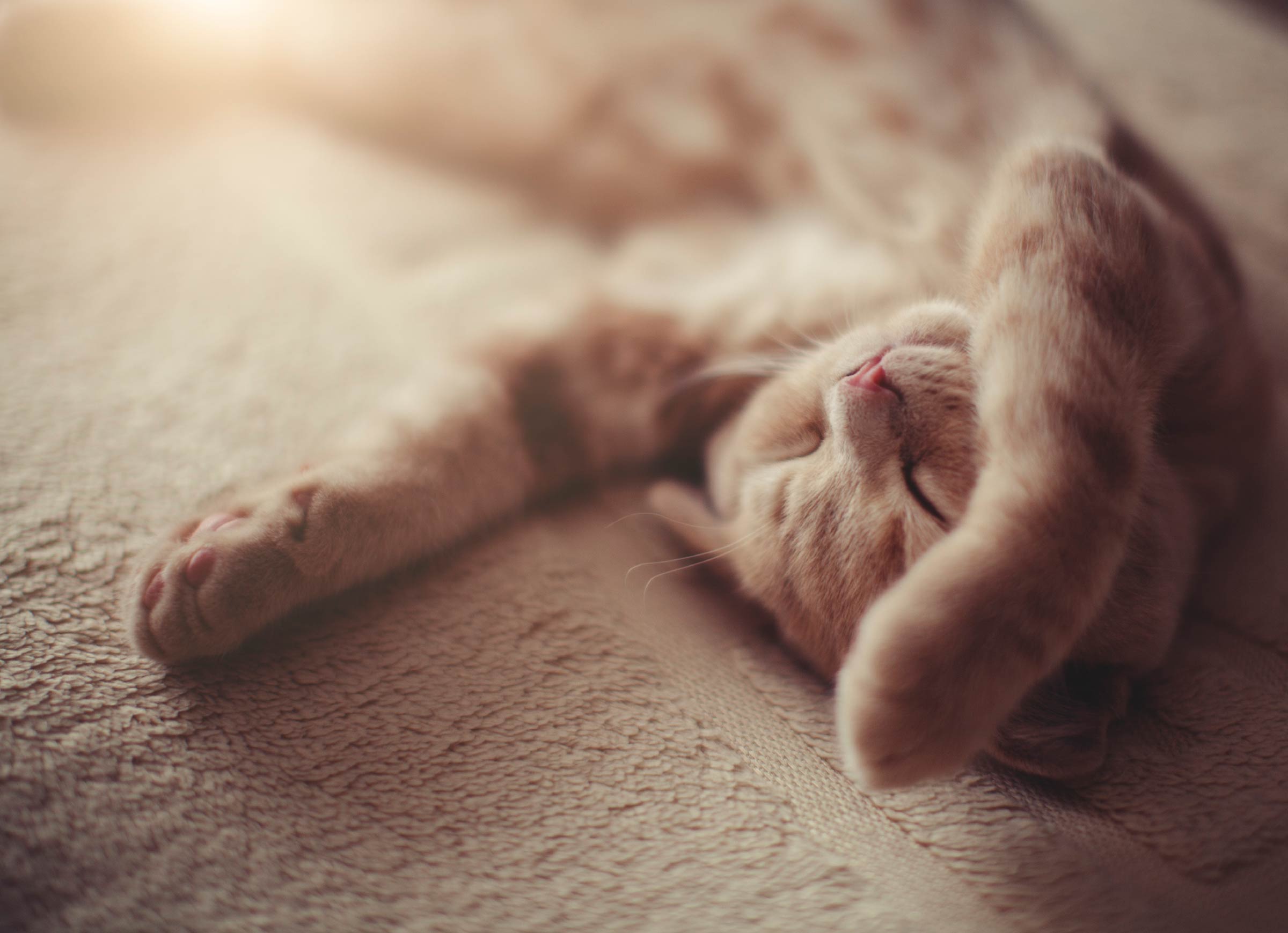 03-13-things-you-didnt-know-about-cats-dreaming