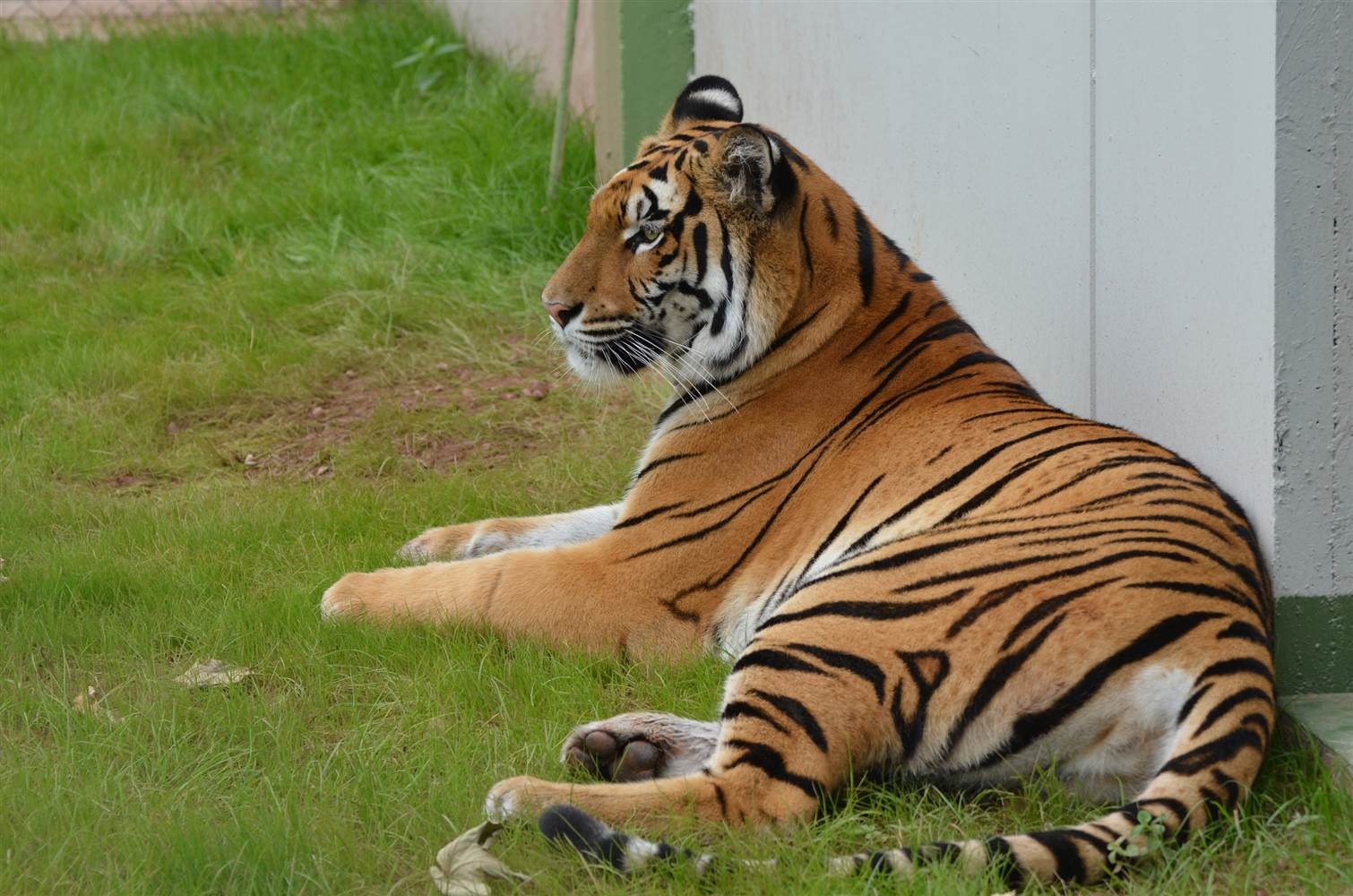 150812-tiger-cara-germany-jpo-603a_d3a27e3aeed08d546eaf52f073492706.nbcnews-ux-2880-1000