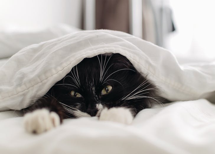 Black-cat-sleeping-in-bed