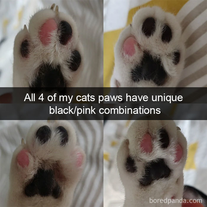 Cat-Snapchats-12-5d41860d16c29__700