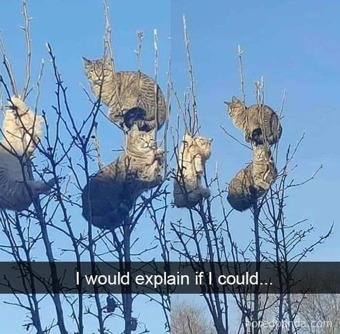 Cat-Snapchats-24-5d41889e7c9fa__700