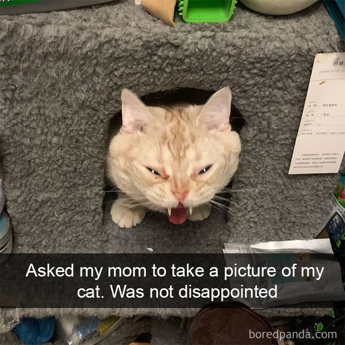 Cat-Snapchats-27-5d4189118463e__700