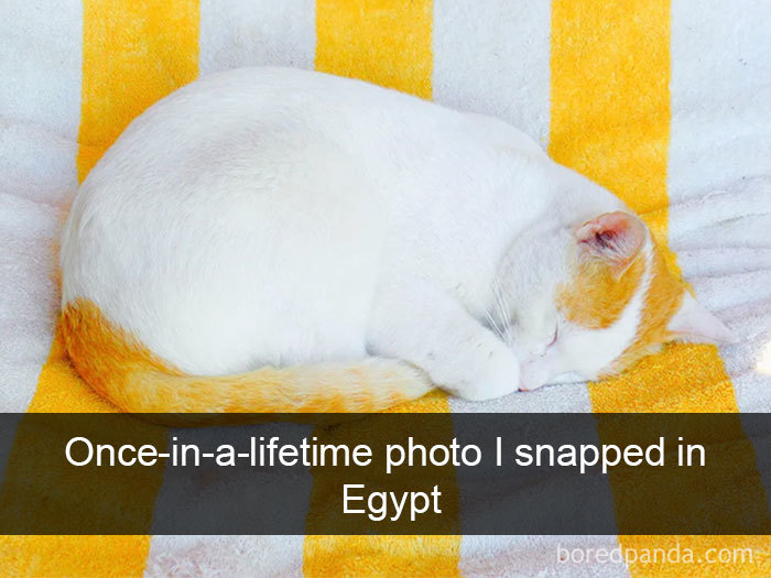 Cat-Snapchats-28-5d418931da6de__700