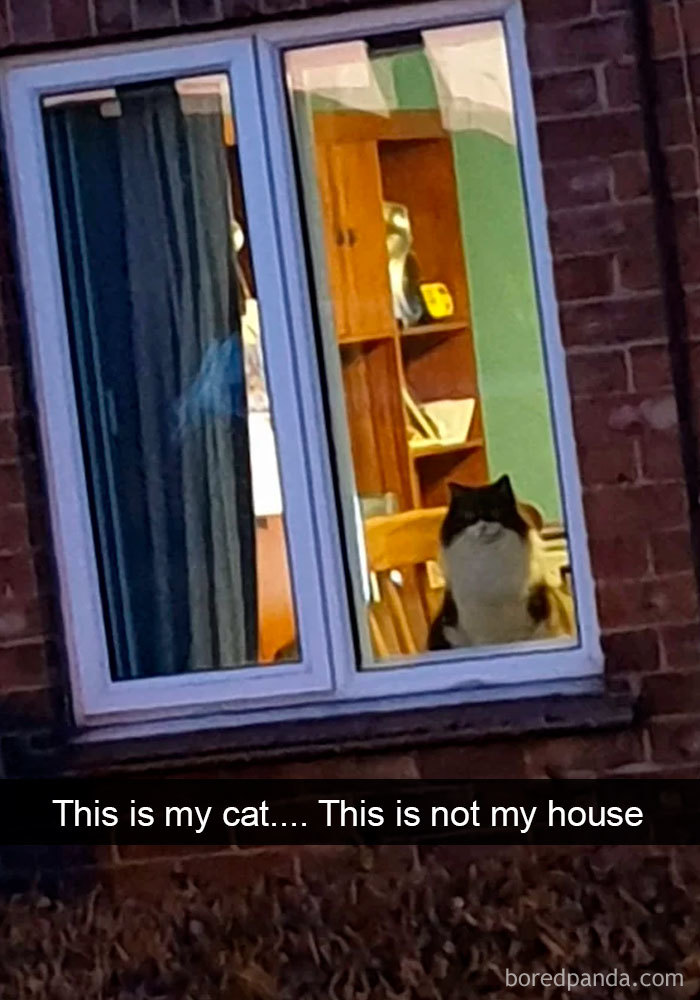 Cat-Snapchats-45-5d418c69bdd2f__700