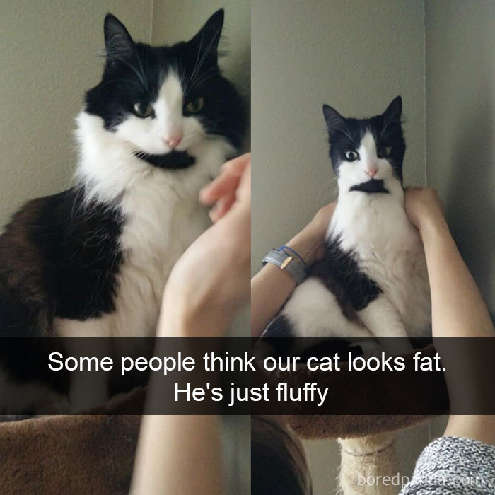 Cat-Snapchats-5-5d4183c464106__700