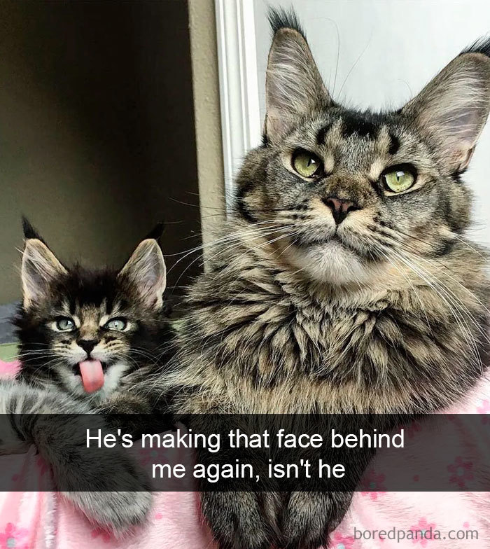 Cat-Snapchats-9-5d41860f4227e__700