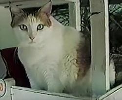 Creme-puff-oldest-cat