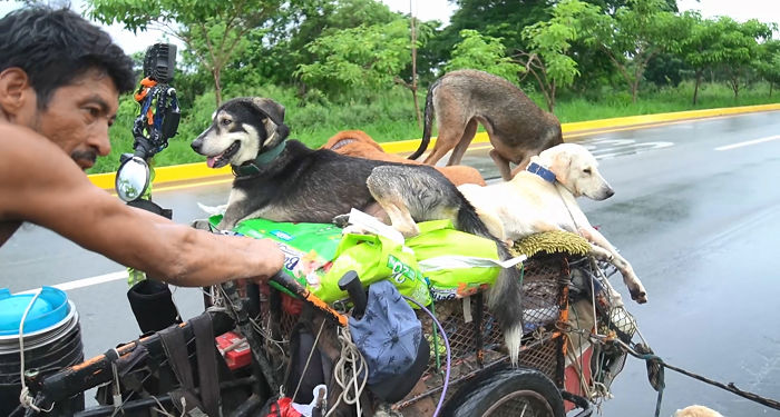 I-saw-a-man-with-a-push-cart-and-16-dogs-his-story-is-unbelievable-5dc3d5d465c51__700