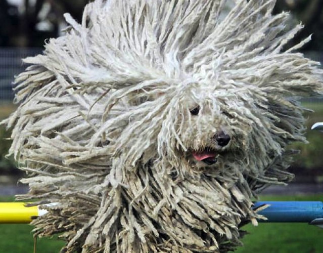 Komondor-Dog-2