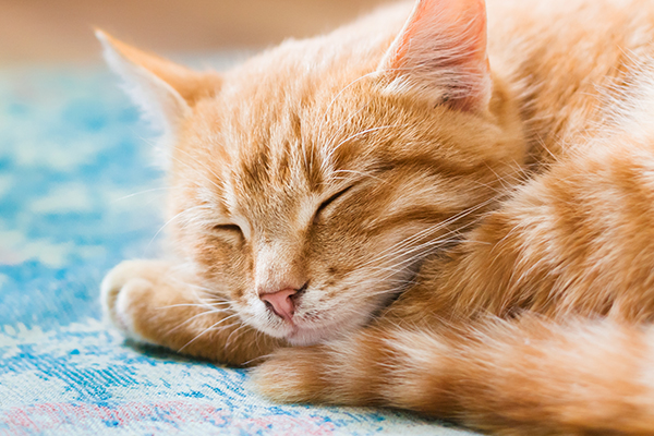 Orange-tabby-cat-sleeping-with-eyes-closed