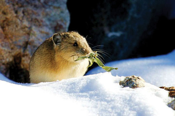 Special to the Daily/Bill Linfield This pika in the Tenmile Canyon early this winter was enjoying some of the hay that it had stored during the high-alpine environment's short warm season.