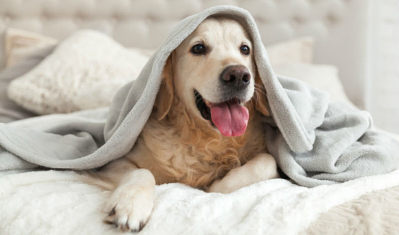 Smilingretrieverinbed