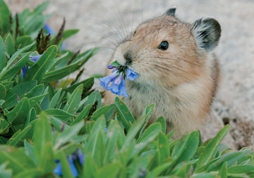 american-pika-eating-flowers-notecard-38