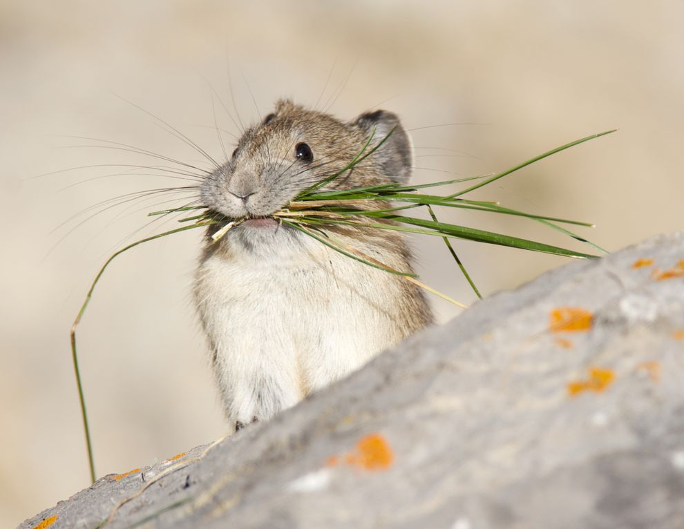 american-pika-grass.jpg.990x0_q80_crop-smart