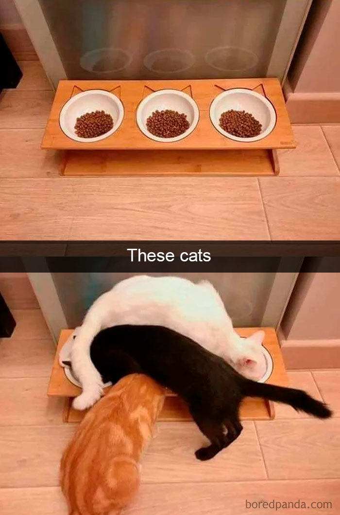 cat-snapchats-126-5cc309640b76b__700 (1)