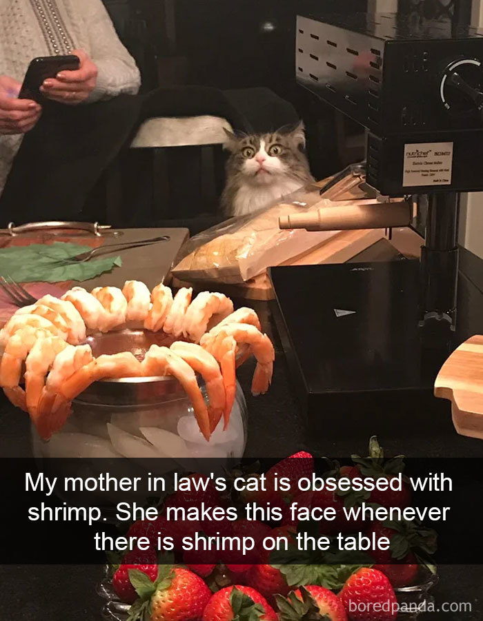 cat-snapchats-200-5cb9d883d7084__700