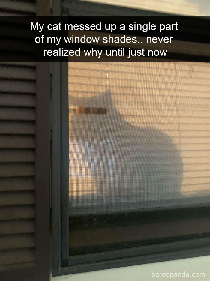 cat-snapchats-228-5cbdb1063786d__700
