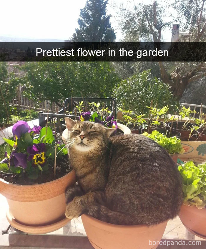 cat-snapchats-233-5cbdb90359d4c__700