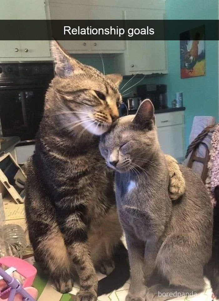 cat-snapchats-234-5cbdb9540e233__700