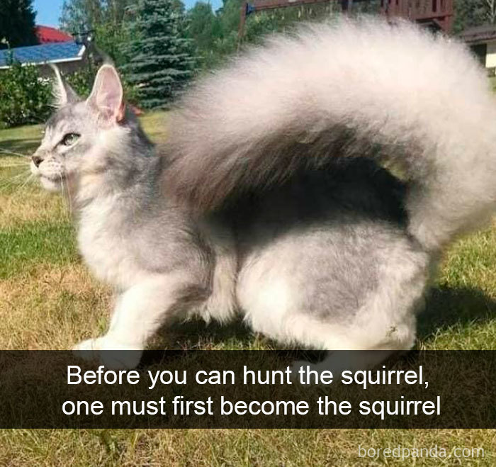 cat-snapchats-3003-5da0257b2f5b0__700