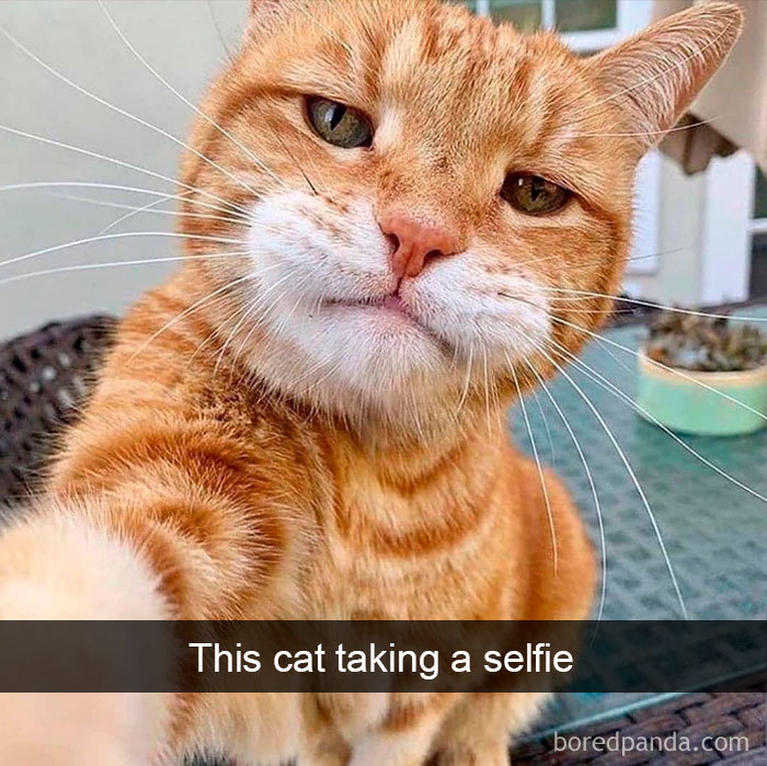 cat-snapchats-3009-5da02a9bcce9f__700