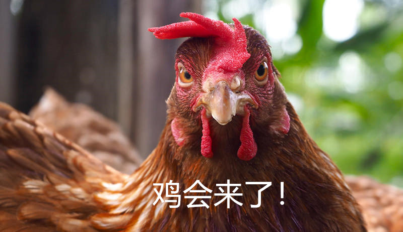 chicken-terms_istock