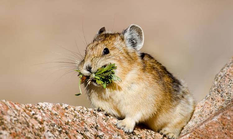 cutest-animal-american-pika