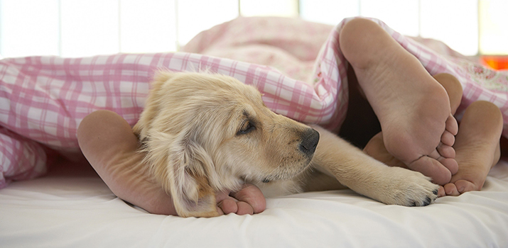 dog-laying-on-girls-feet-in-bed