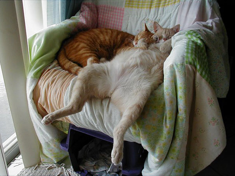 funny-sleeping-cats-26