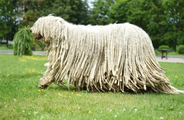 komondor-5