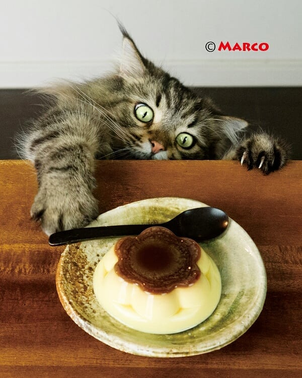 marco77774_31136788_176524439834458_6756642103943495680_n