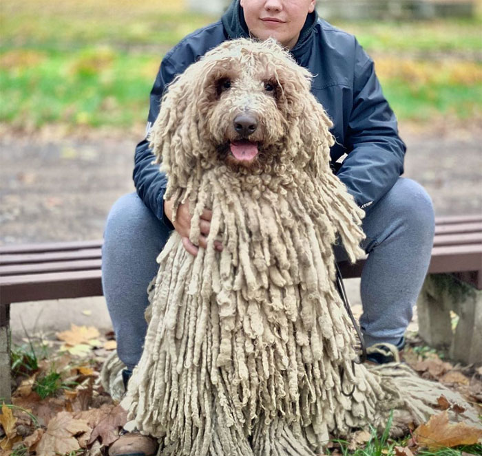 mop-dog-komondor-hanga-25-5dcd0e7b682d2__700