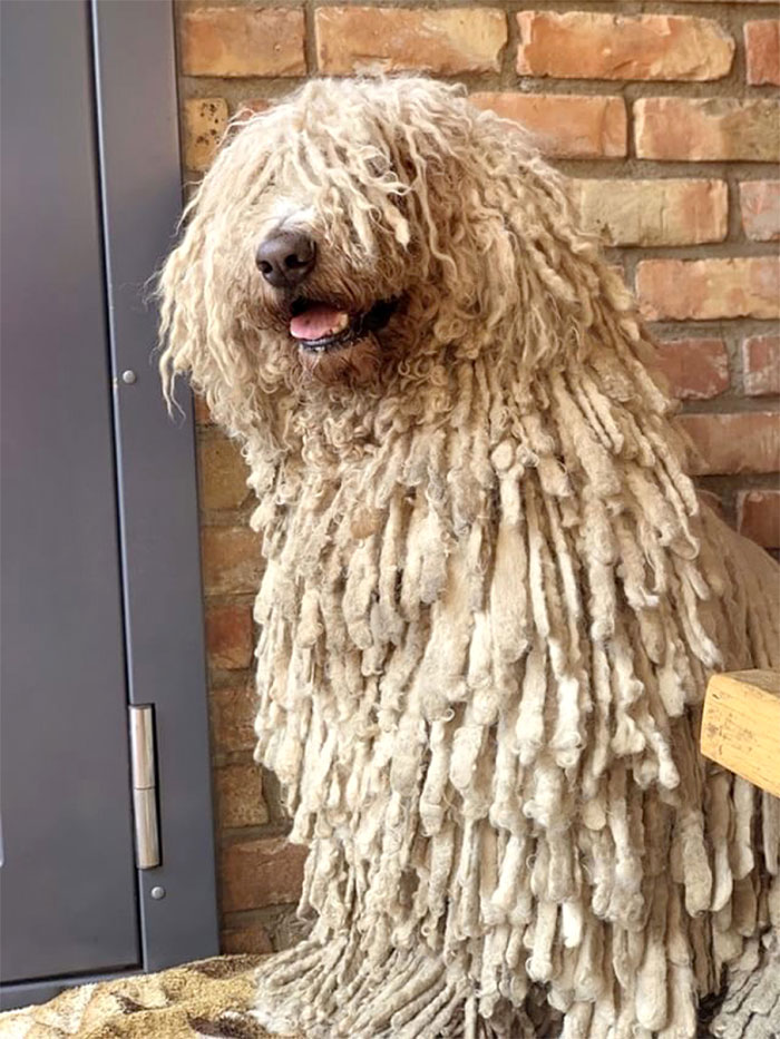 mop-dog-komondor-hanga-29