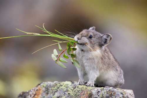 pika3