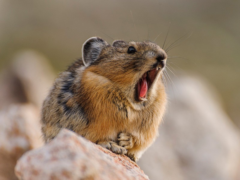 pika_david-kingham-800