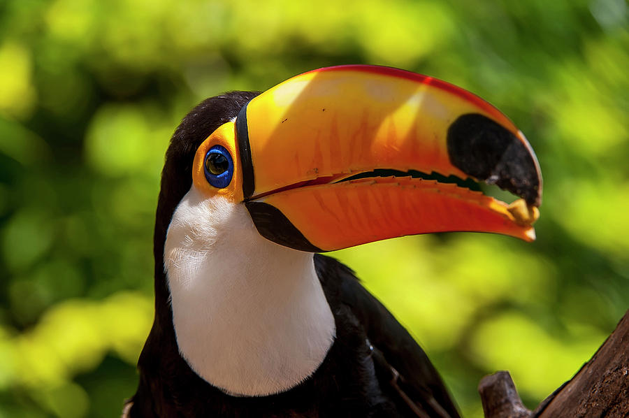 1-toco-toucan-ramphastos-toco-leonardo-meron