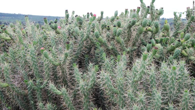 191023164514-invasive-cactus-4-exlarge-169