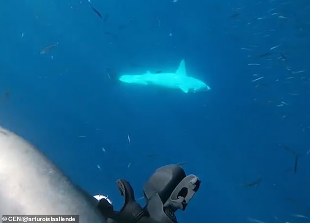 22050412-7776131-A_second_clip_shows_the_shark_s_motionless_body_dropping_from_th-a-150_1575980196193